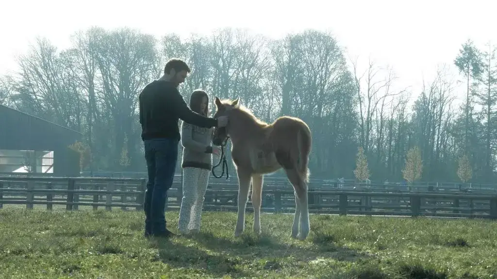 Zdjęcie Niezwykłe filmy o koniu i dziewczynce, które poruszają serce i inspirują
